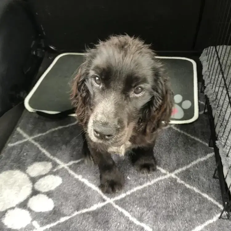 Cocker Spaniel (English)