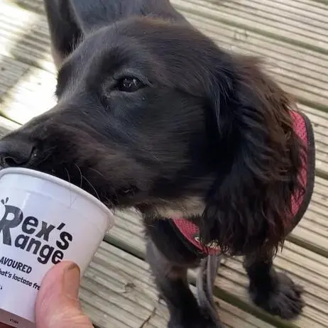 Cocker Spaniel (English)