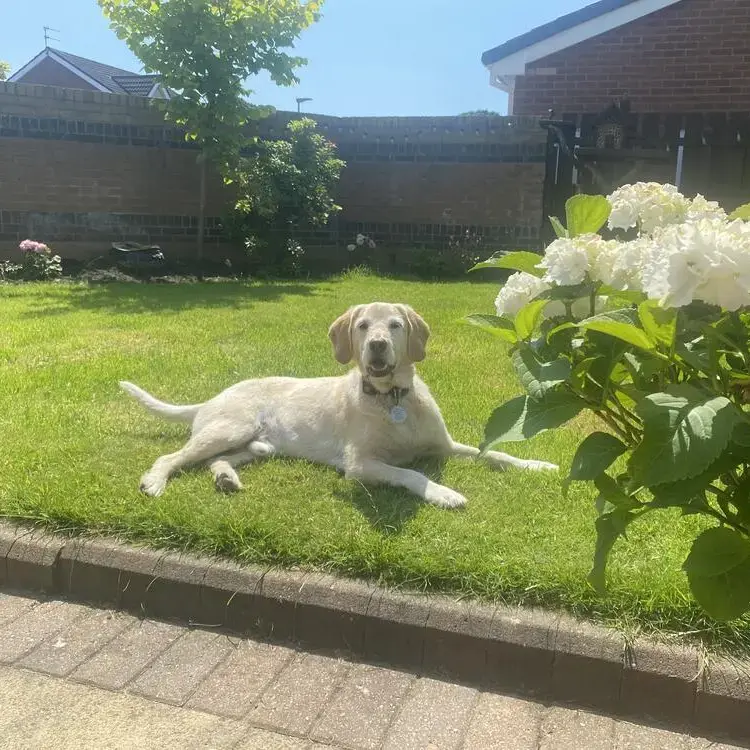 Labradoodle