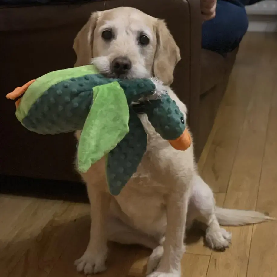 Labradoodle