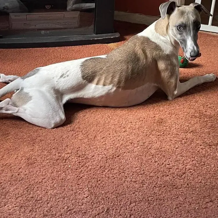 Whippet