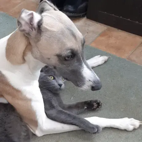 Whippet