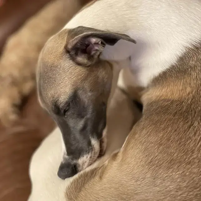 Whippet