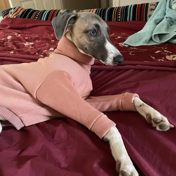 Whippet