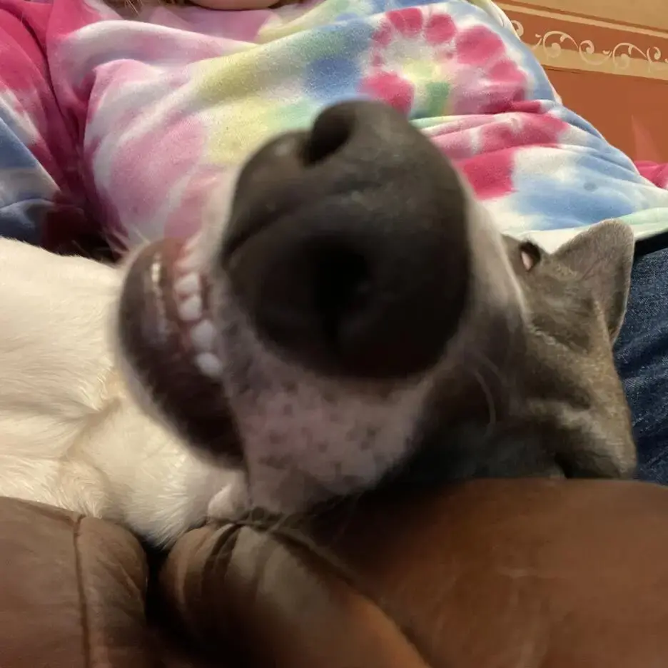 Whippet