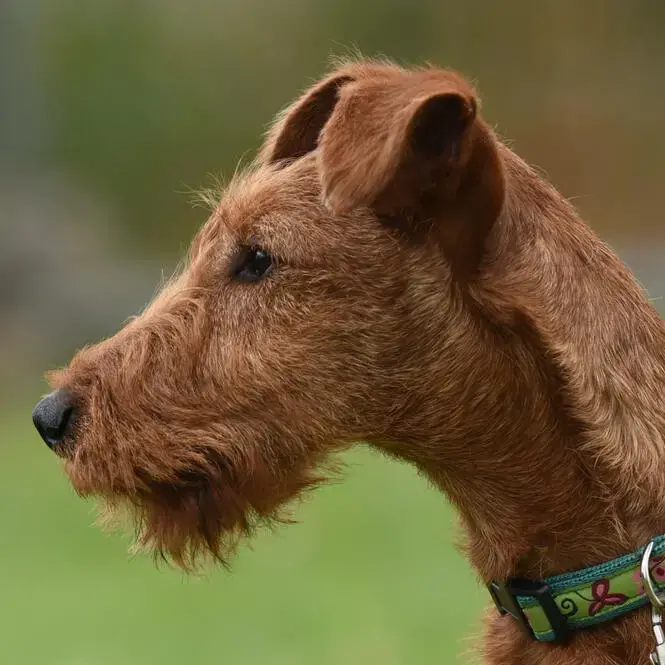 Irish Terrier