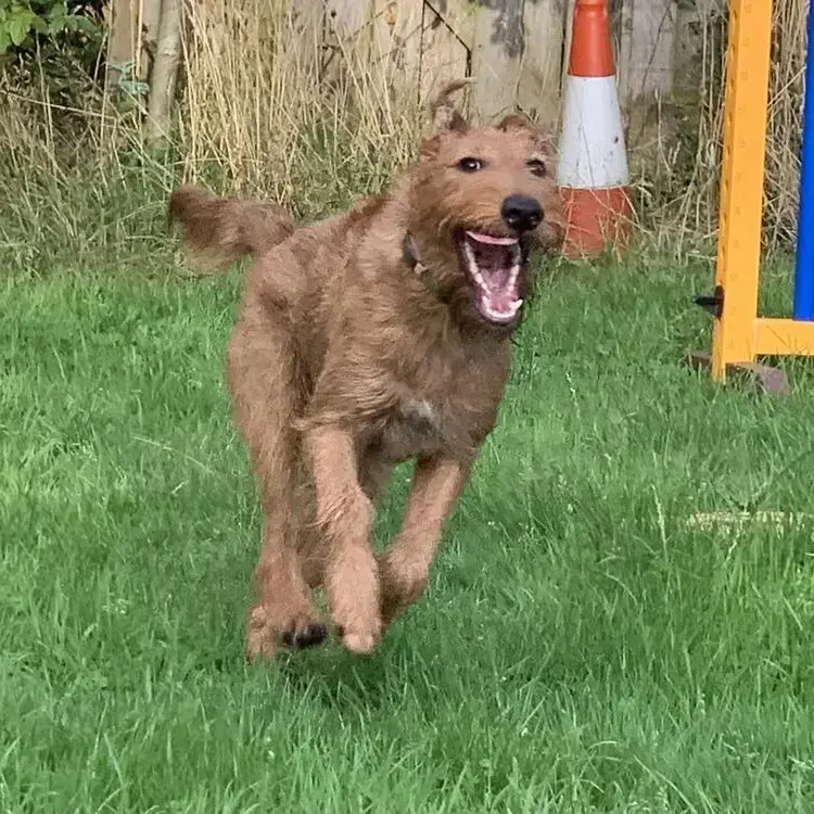 Irish Terrier