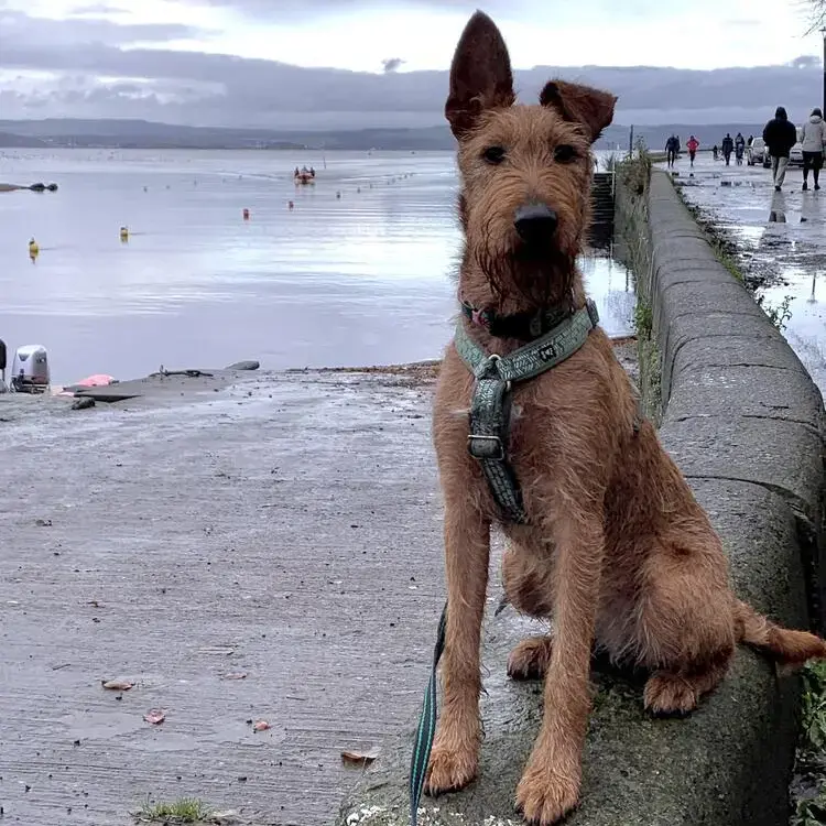 Irish Terrier