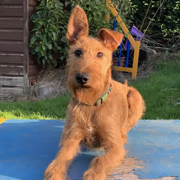 Irish Terrier