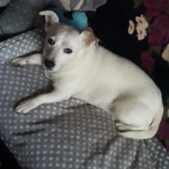 Parson Russell Terrier