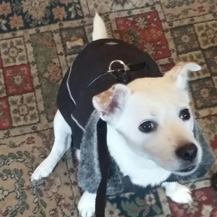 Parson Russell Terrier