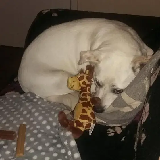 Parson Russell Terrier