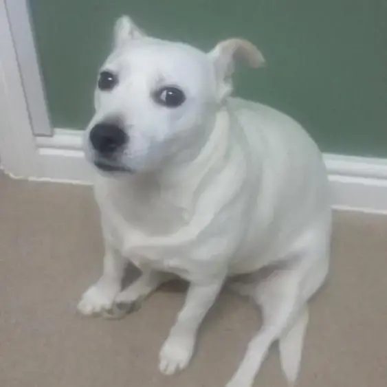 Parson Russell Terrier