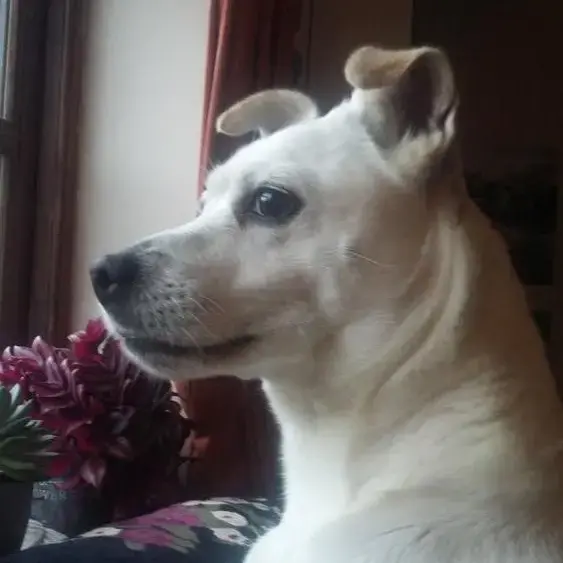 Parson Russell Terrier