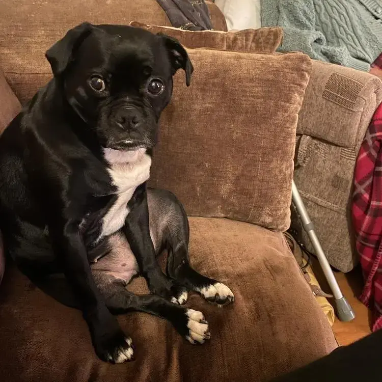 Puggle