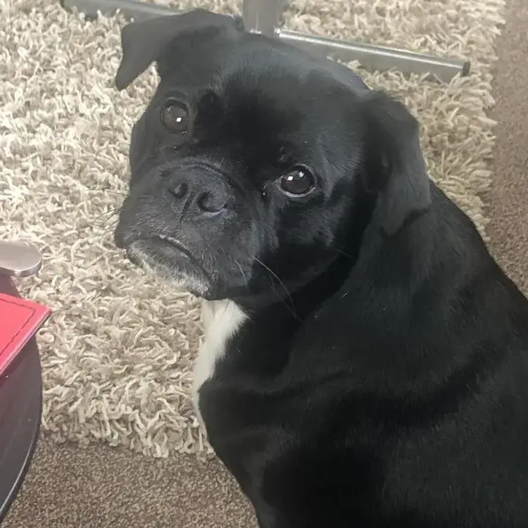 Puggle