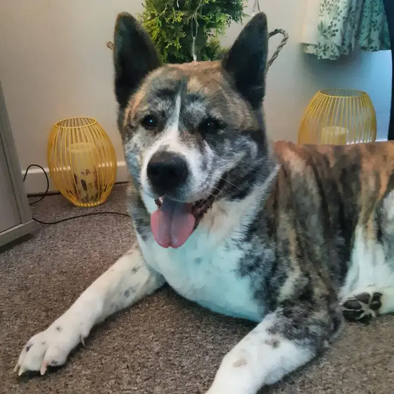 Japanese Akita