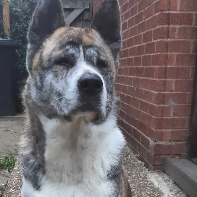 Japanese Akita