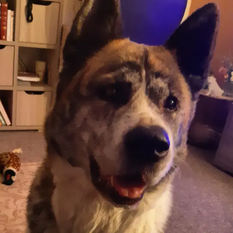Japanese Akita
