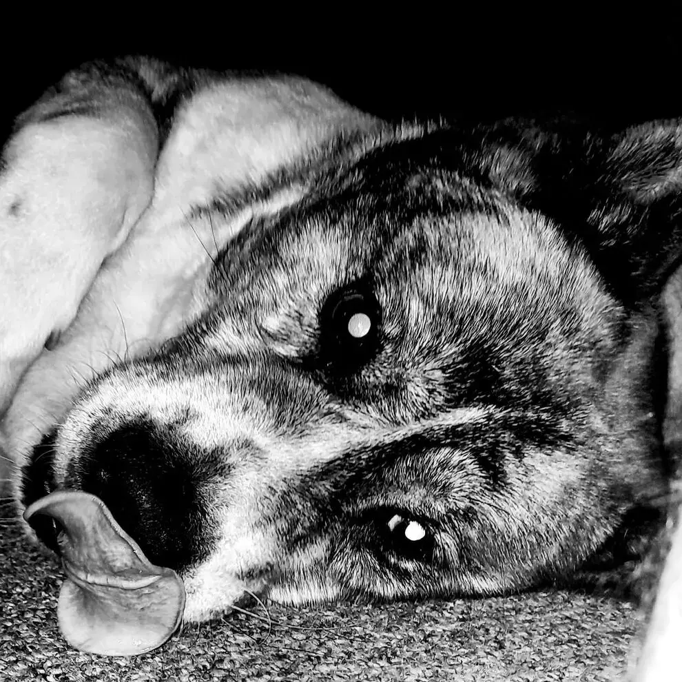 Japanese Akita