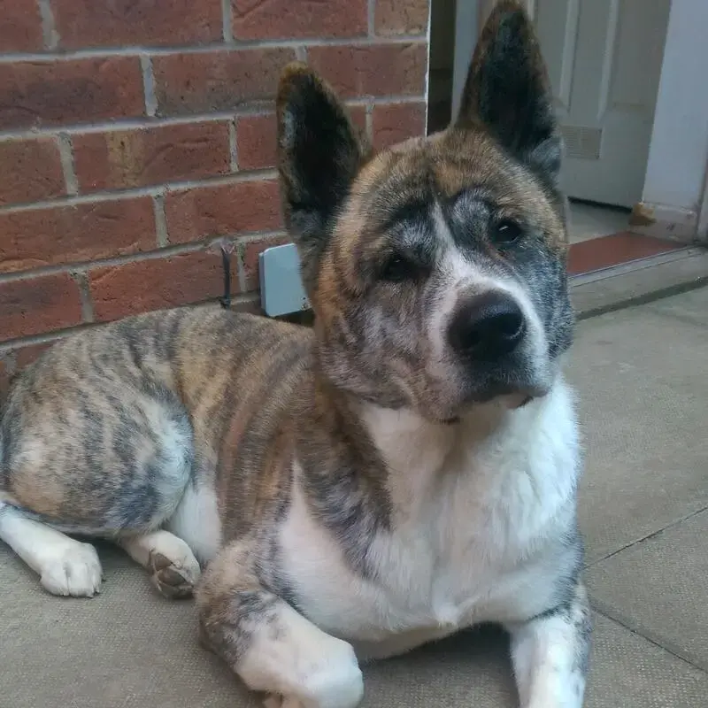 Japanese Akita