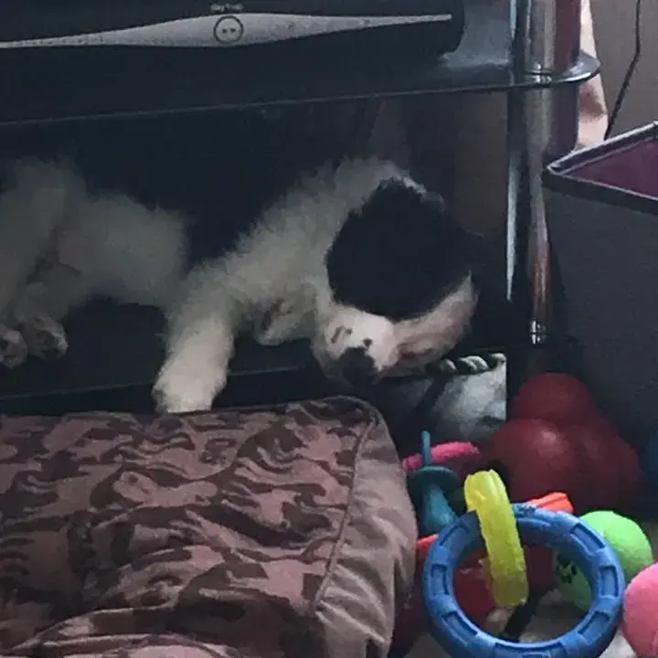Border Collie