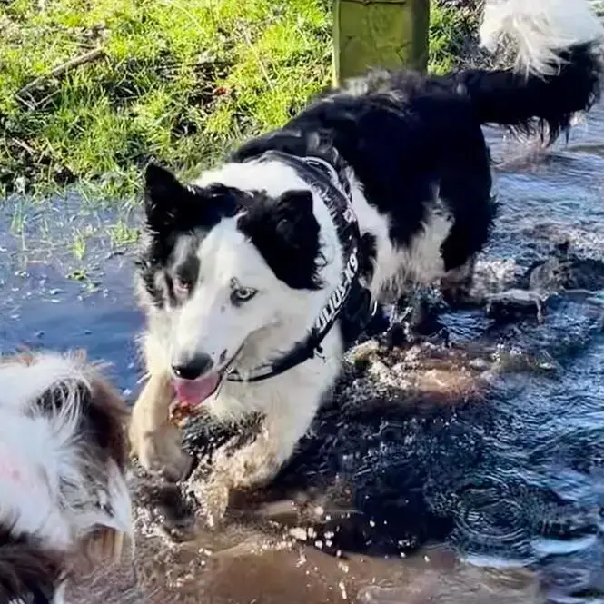 Border Collie