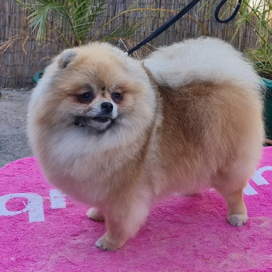 Pomeranian