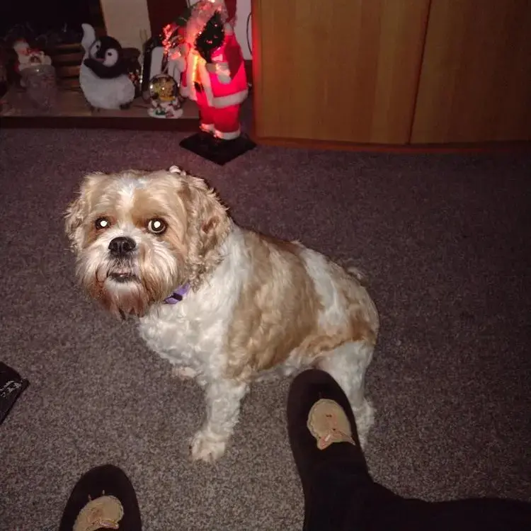 King Charles Spaniel