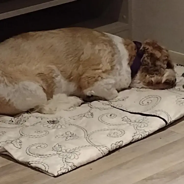 King Charles Spaniel