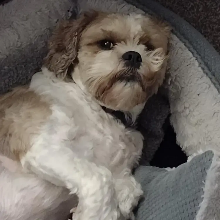 King Charles Spaniel