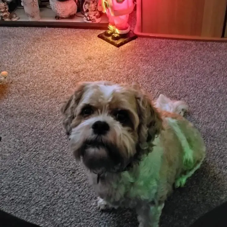 King Charles Spaniel