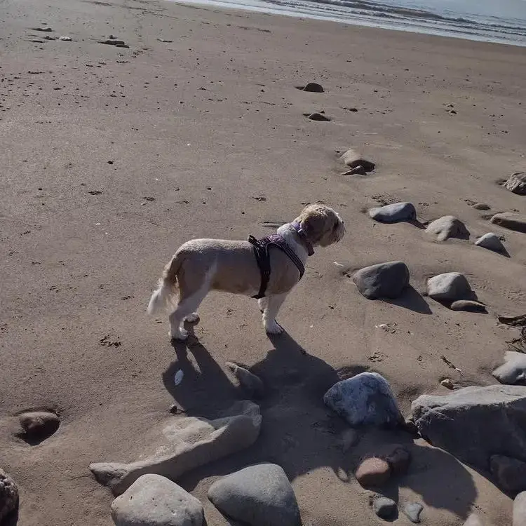 King Charles Spaniel