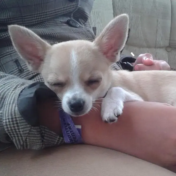 Chihuahua (Smooth Coat)