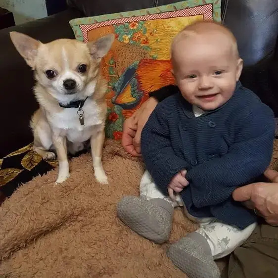 Chihuahua (Smooth Coat)
