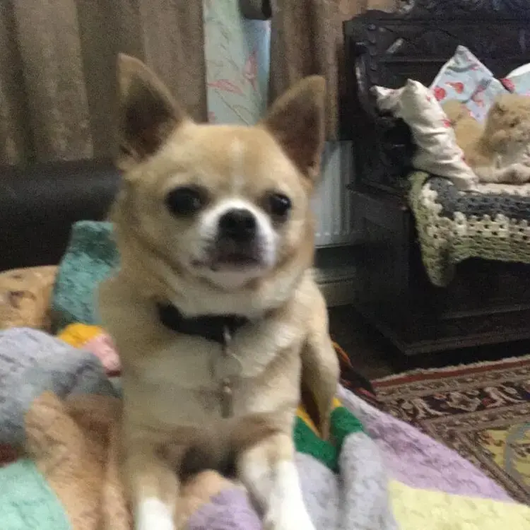 Chihuahua (Smooth Coat)