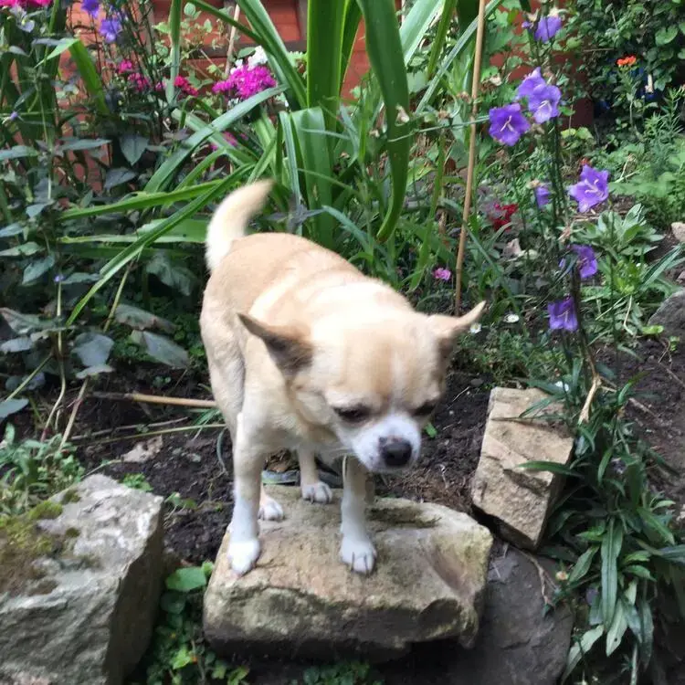 Chihuahua (Smooth Coat)