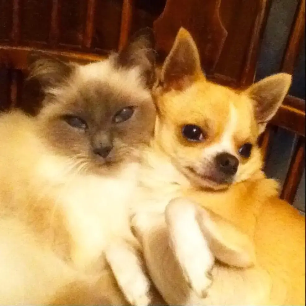 Chihuahua (Smooth Coat)