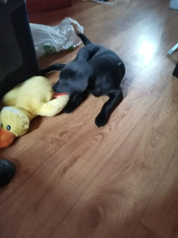 Labrador Retriever