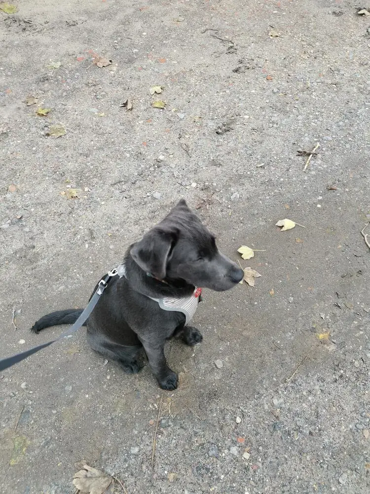 Labrador Retriever