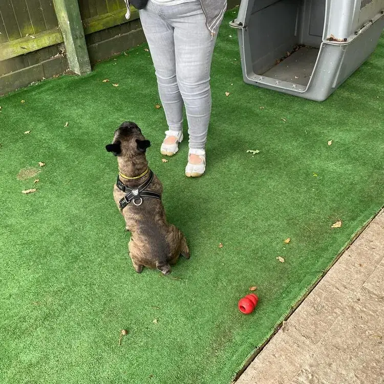 French Bulldog