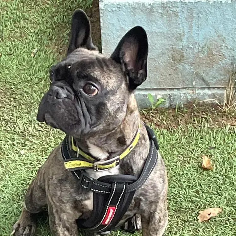 French Bulldog