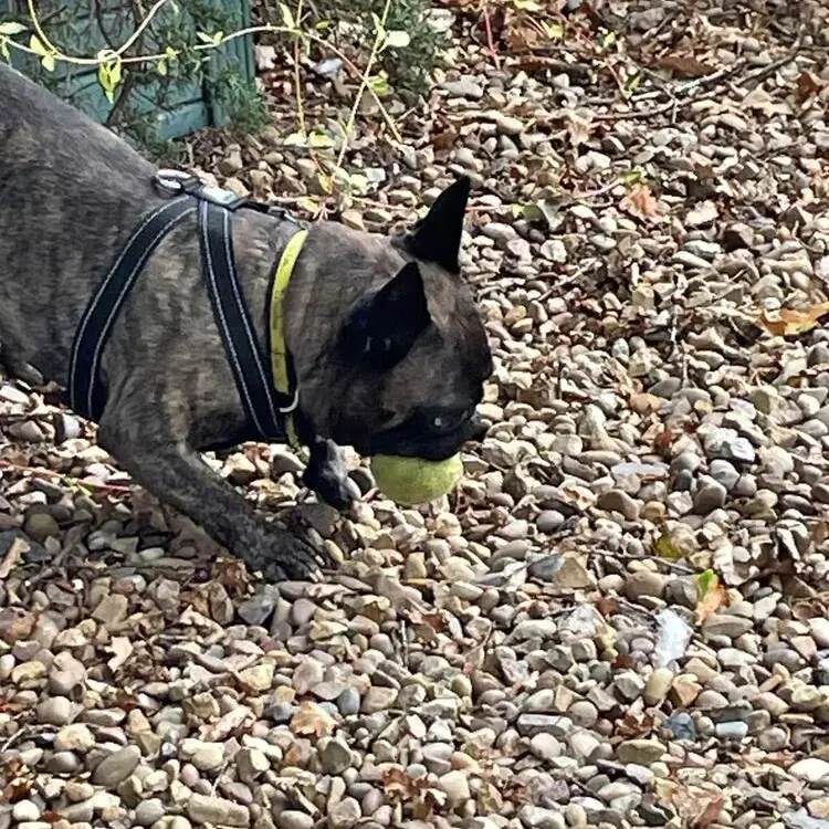 French Bulldog