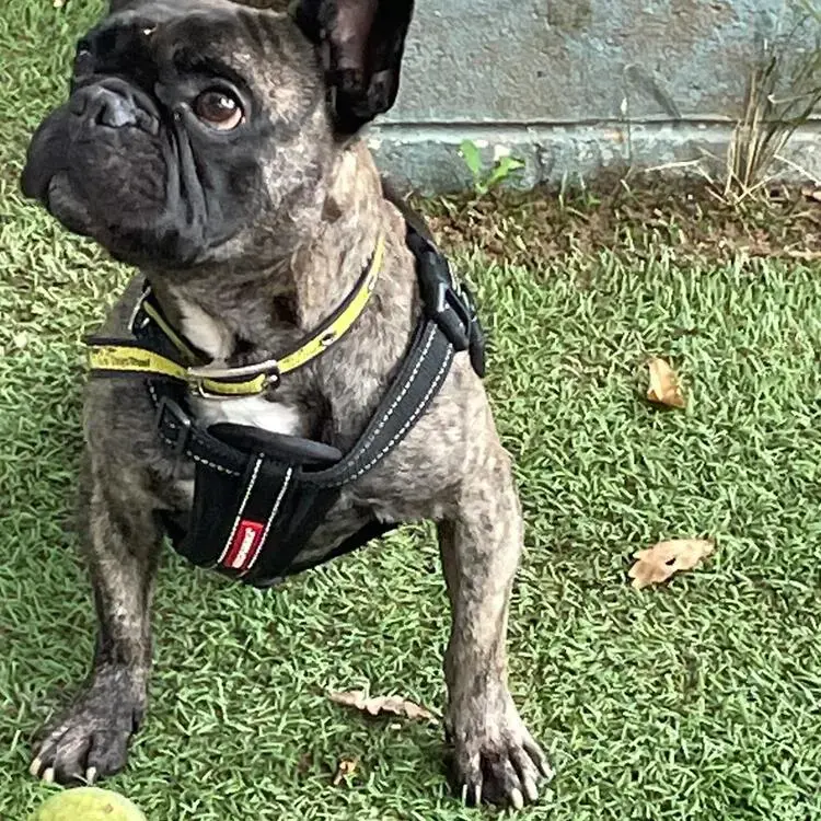 French Bulldog