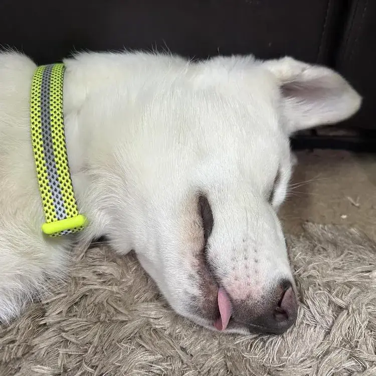 Siberian Husky
