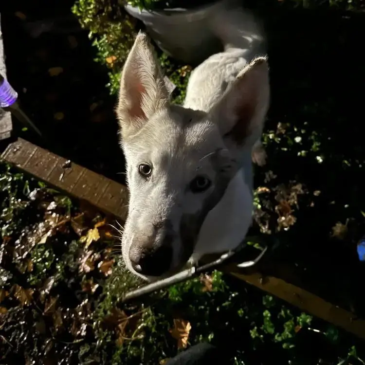 Siberian Husky