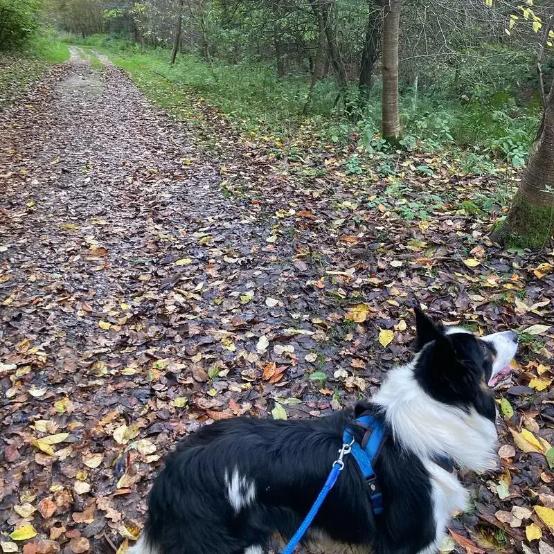 Border Collie