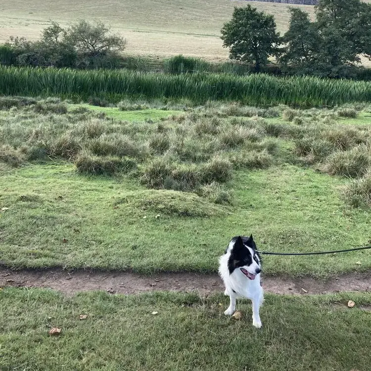 Border Collie
