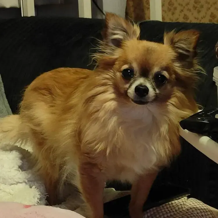 Chihuahua (Long Coat)