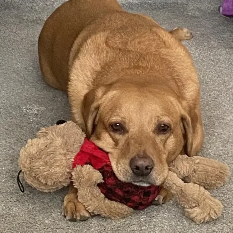 Labrador Retriever